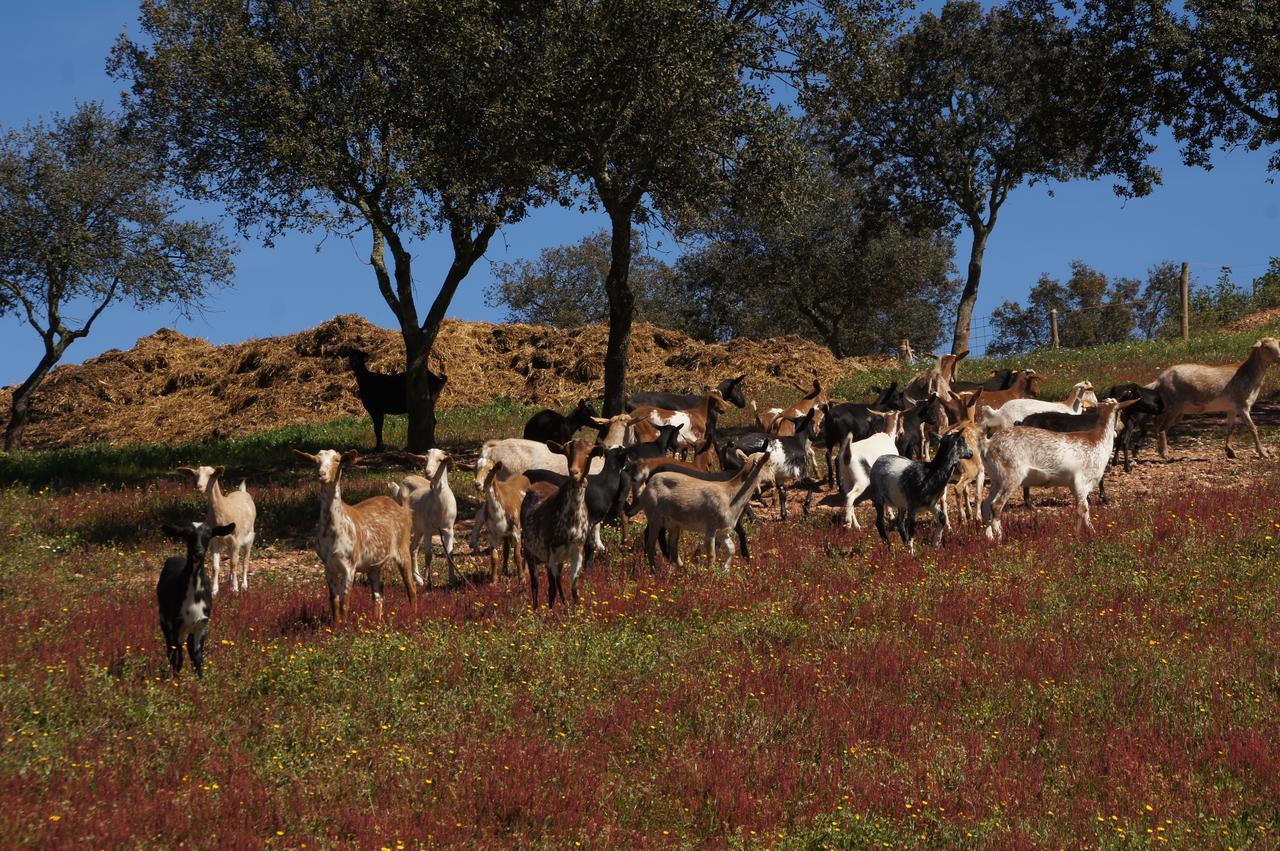 Cantar Do Grilo - Turismo Rural Serpa Buitenkant foto